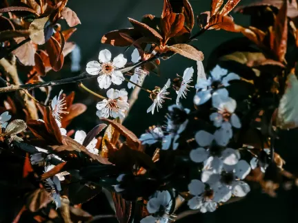 Glimmer Kasino Mobiilisovellus